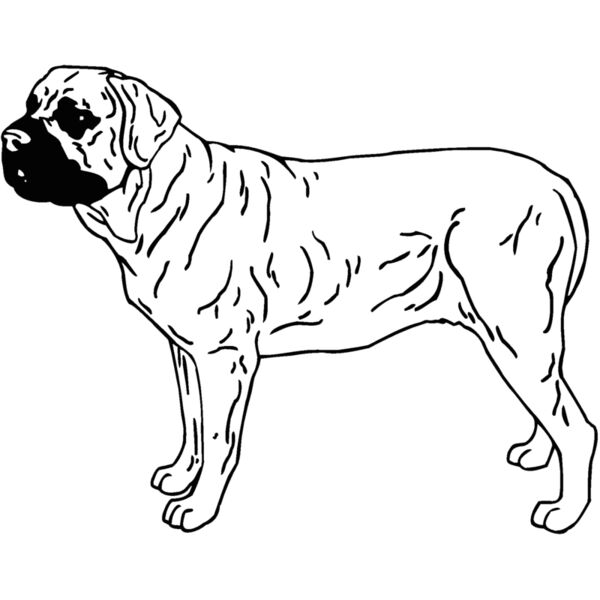 bullmastiff Thumbnail