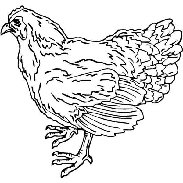 hen Thumbnail