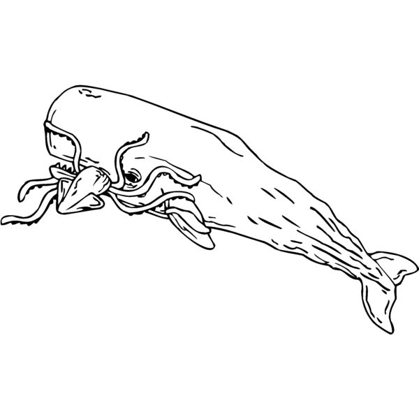 sperm whale Thumbnail