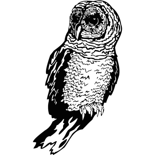 owl Thumbnail