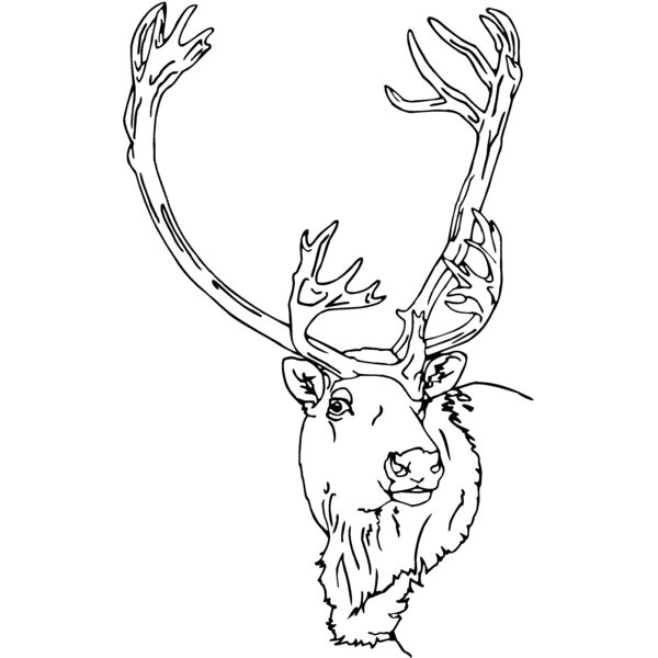 caribou3 Thumbnail