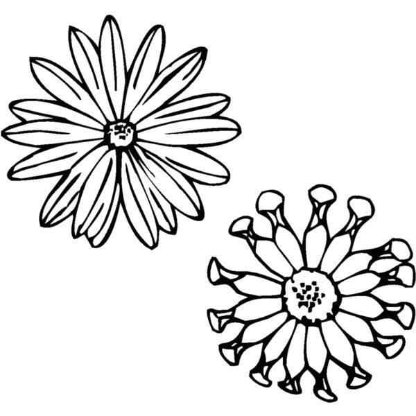 osteospermum Thumbnail