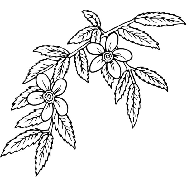 rosa glauca Thumbnail