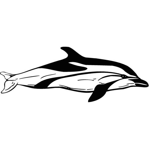 stripeddolphin  Thumbnail