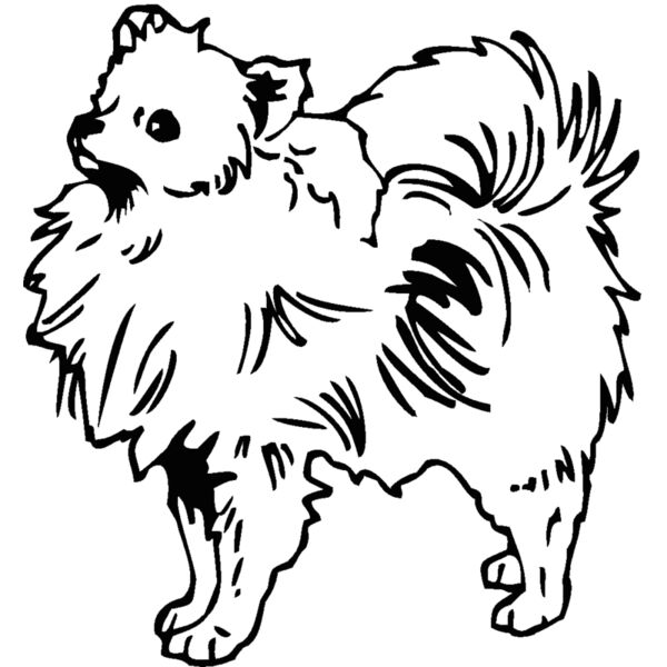 pomeranian Thumbnail