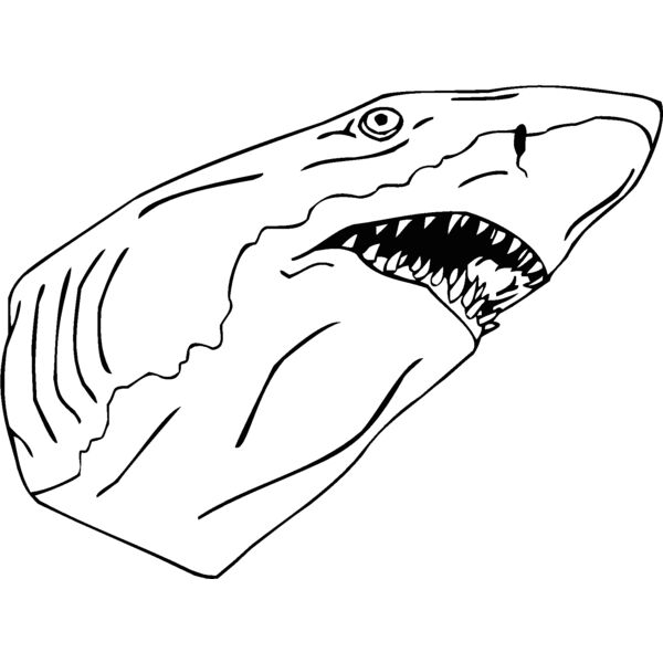 shark3 Thumbnail
